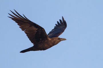 Bruinnekraaf, Brown-necked Raven, Corvus ruficollis