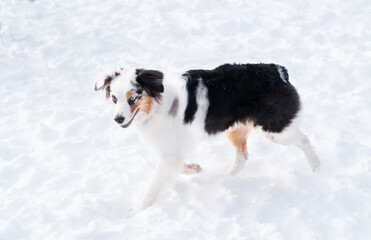 Australian shepherd merle with different colours eyes in winter. Dog in snow.