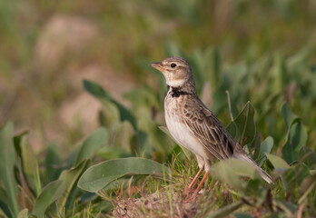 Kalanderleeuwerik, Calandra Lark, Melanocorypha calandra hebraica