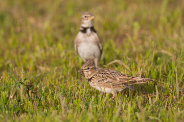 Kalanderleeuwerik, Calandra Lark, Melanocorypha calandra hebraica