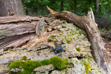 Heldenbok, Great Capricorn Beetle, Cerambyx cerdo