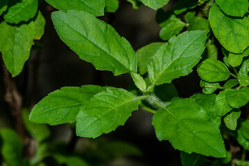 Beautiful jucy green basil growing in the garden