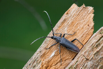 Heldenbok, Great Capricorn Beetle, Cerambyx cerdo