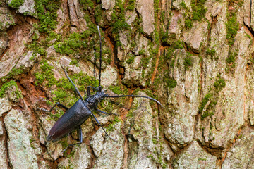 Heldenbok, Great Capricorn Beetle, Cerambyx cerdo
