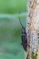 Heldenbok, Great Capricorn Beetle, Cerambyx cerdo