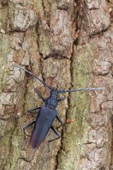 Heldenbok, Great Capricorn Beetle, Cerambyx cerdo