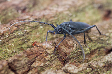Heldenbok, Great Capricorn Beetle, Cerambyx cerdo