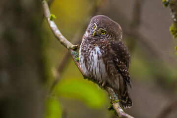 Sperlingskauz (Glaucidium passerinum)