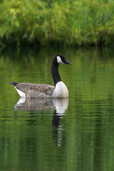 Grote Canadese Gans, Greater Canada Goose, Branta canadensis canadensis
