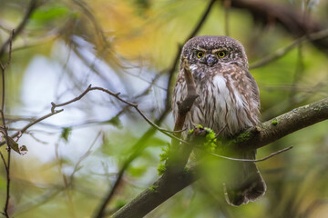 Sperlingskauz (Glaucidium passerinum)