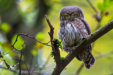 Sperlingskauz (Glaucidium passerinum)