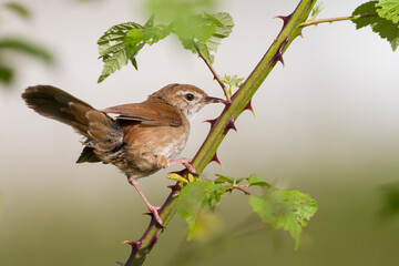Cetti's Zanger, Cetti's Warbler, Cettia cetti cetti