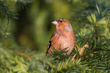 Vink, Common Chaffinch, Fringilla coelebs coelebs