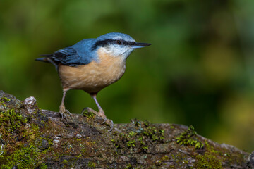 Kleiber (Sitta europaea)