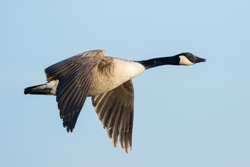 Grote Canadese Gans, Greater Canada Goose, Branta canadensis canadensis