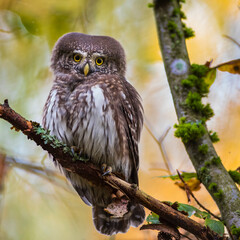 Sperlingskauz (Glaucidium passerinum)