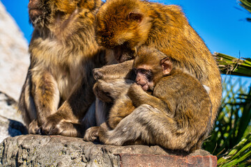 Wild macaque or Gibraltar monkey, attraction of the British overseas territory.