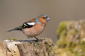 Vink, Common Chaffinch, Fringilla coelebs coelebs