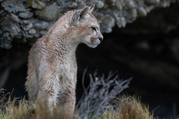 The cougar (Puma concolor)