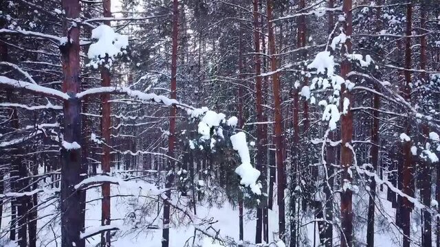 slow movement, aerial drone flight view through snowy winter pine forest, coniferous tree branches and trunks covered with snow, during sunset in park, Samara, Russia, selective focus
