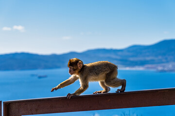 Wild macaque or Gibraltar monkey, attraction of the British overseas territory.