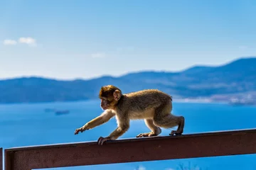 Schilderijen op glas Wild macaque or Gibraltar monkey, attraction of the British overseas territory. © rudiernst
