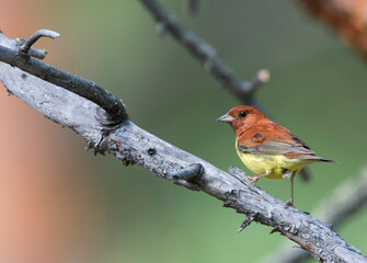 Rosse Gors, Chestnut Bunting, Emberiza rutila