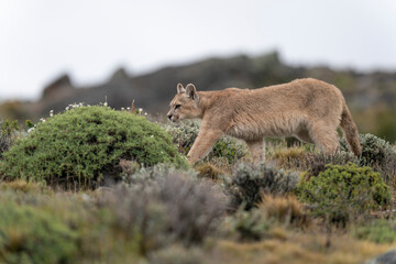 The cougar (Puma concolor)