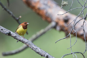 Rosse Gors, Chestnut Bunting, Emberiza rutila