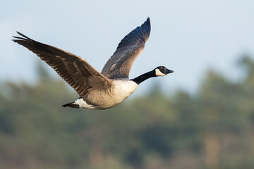 Grote Canadese Gans, Greater Canada Goose, Branta canadensis canadensis