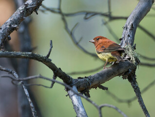 Rosse Gors, Chestnut Bunting, Emberiza rutila