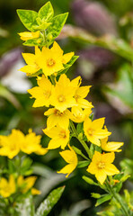 yellow flowers in the garden