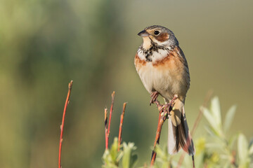 Grijskopgors, Chestnut-eared Bunting, Emberiza fucata