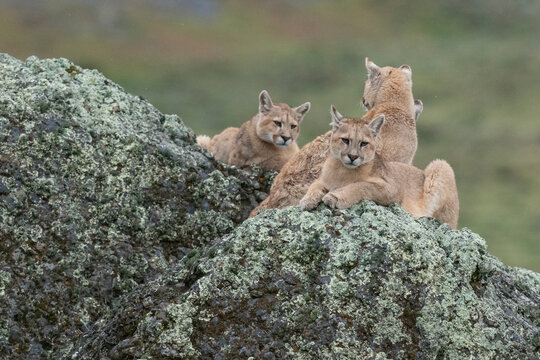 The cougar (Puma concolor)