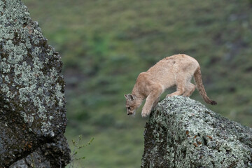 The cougar (Puma concolor)
