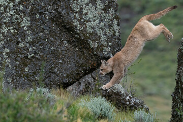 The cougar (Puma concolor)