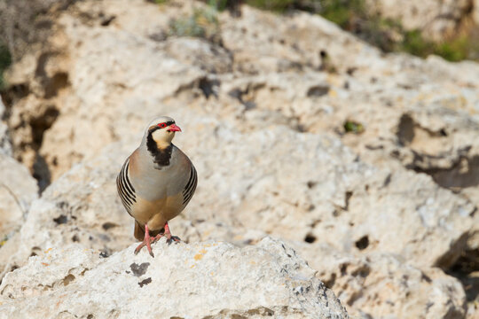 Chukar, Aziatische Steenpatrijs, Alectoris chukar
