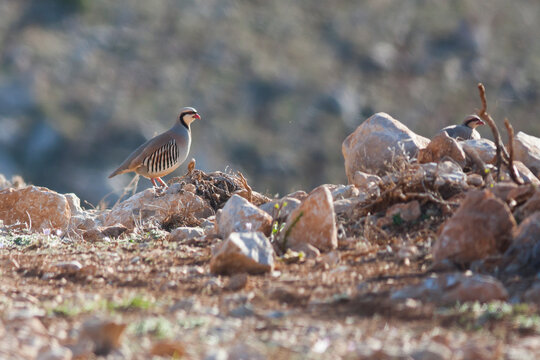 Chukar, Aziatische Steenpatrijs, Alectoris chukar