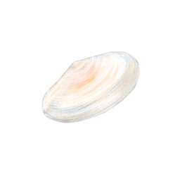 Watercolor pale pink bivalve shell isolated on a white background. Seashell in profile in soft pastel colors. Hand-drawn illustration