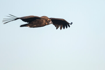 Monniksgier, Cinereous vulture, Aegypius monachus