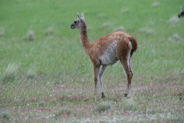 The guanaco (Lama guanicoe)
