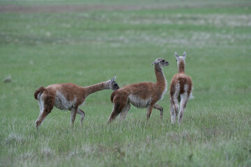 The guanaco (Lama guanicoe)