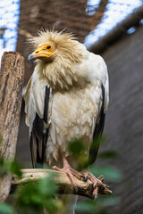 Egyptian vulture,Neophron percnopterus in Jerez de la Frontera, Andalusia, Spain