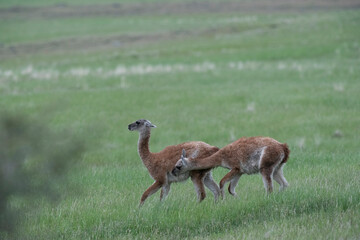 The guanaco (Lama guanicoe)