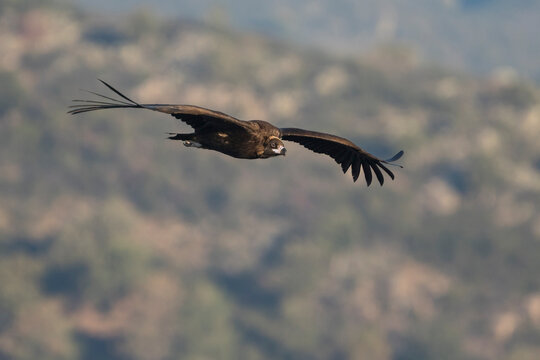 Monniksgier, Cinereous vulture, Aegypius monachus