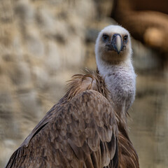 Griffon vulture, Gyps fulvus in Jerez de la Frontera, Andalusia, Spain