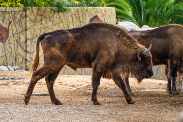 European bison, Bison bonasus in Jerez de la Frontera, Andalusia, Spain