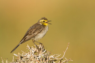 Citroenkwikstaart, Citrine Wagtail, Motacilla citreola
