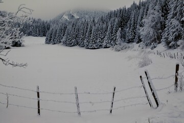 Neige