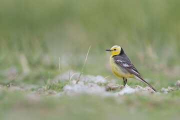 Citroenkwikstaart, Citrine Wagtail, Motacilla citreola citreola